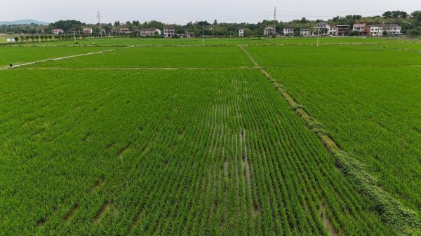 统一拌种 精准施肥 赤壁千亩早稻示范片筑牢粮食安全根基
