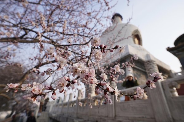 京城早春盛景“白塔映桃花”如期而至！花期短暂，机不可失