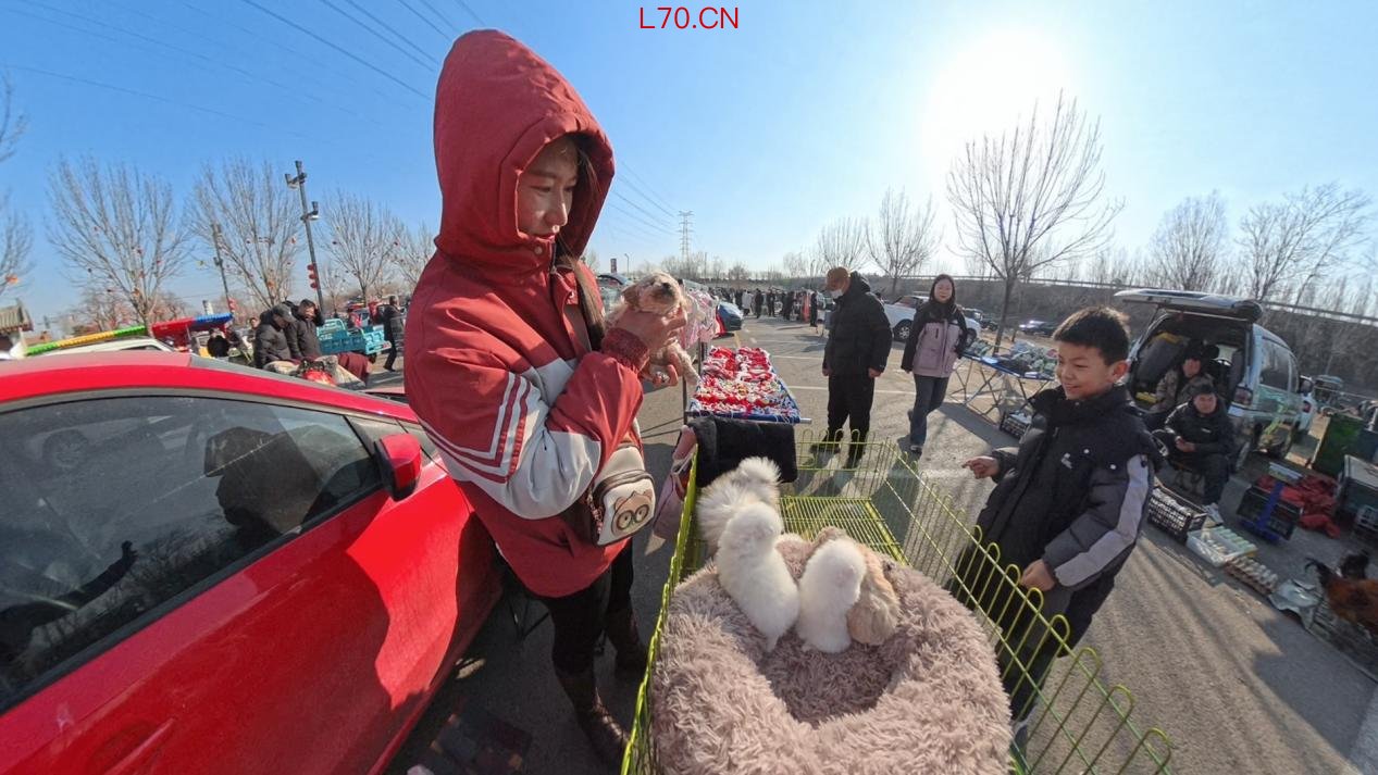 小顾客在挑选宠物狗。人民网记者 王天乐摄